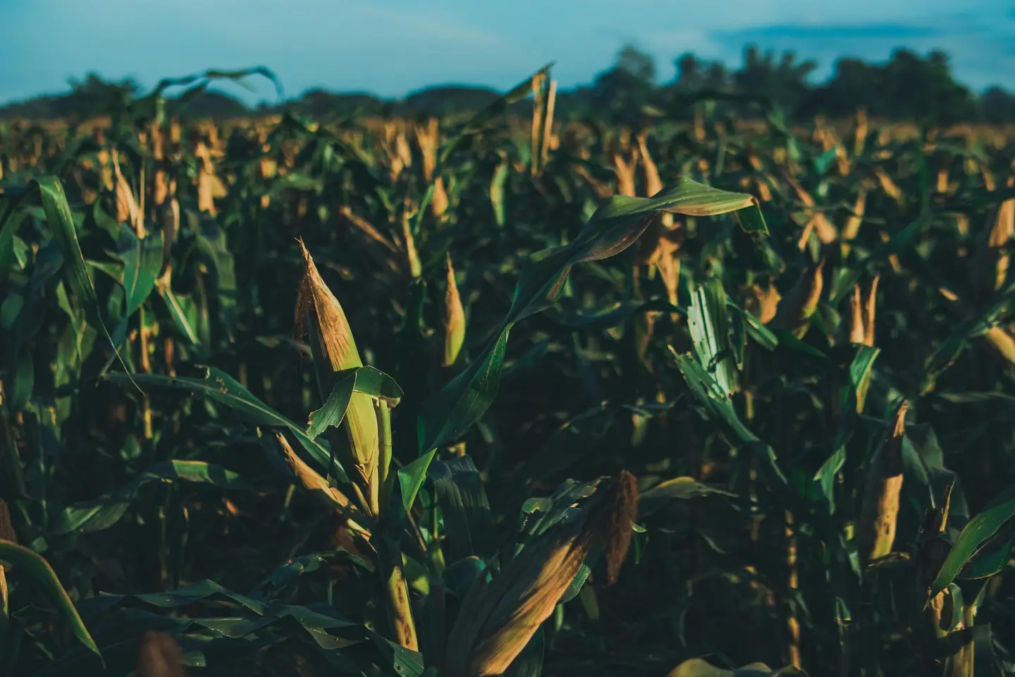 Rows of corn plants filling a field under a blue sky.