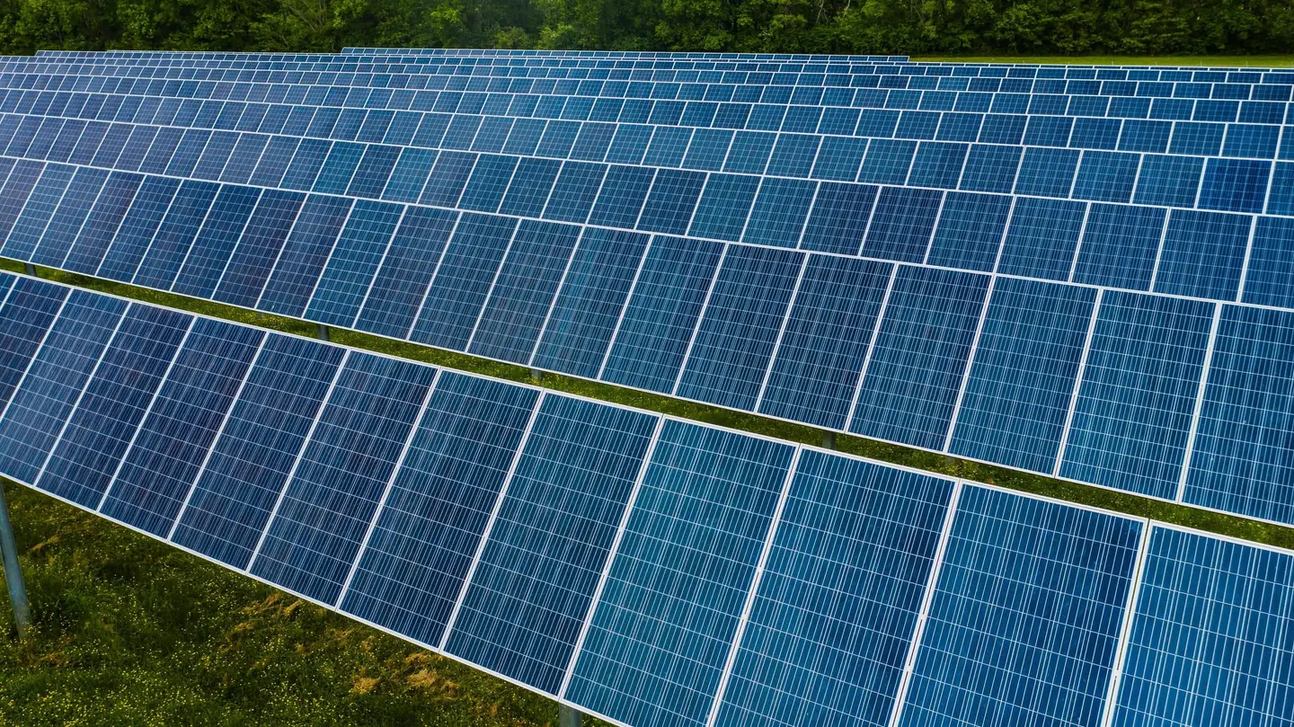 Rows of solar panels mounted over grass near a tree line.